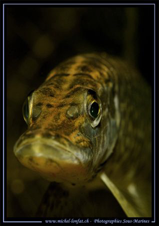 Face to face with this beautiful and young pike fish.... :O) by Michel Lonfat 