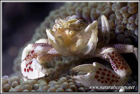 Beware porcelain crab watching!!!!!............350D/70mm by Yves Antoniazzo 