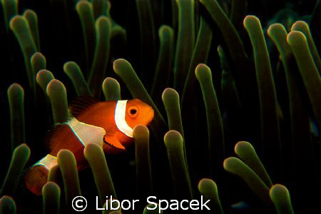 Nemo by Libor Spacek 