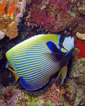 Imperial angelfish (Pomacanthus imperator). Canon G9 with... by Bea & Stef Primatesta 