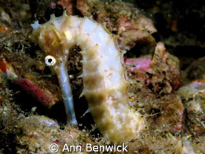 Seahorse (Hippocampos Barbouri) 
Very nice seahorse.  Ab... by Ann Benwick 