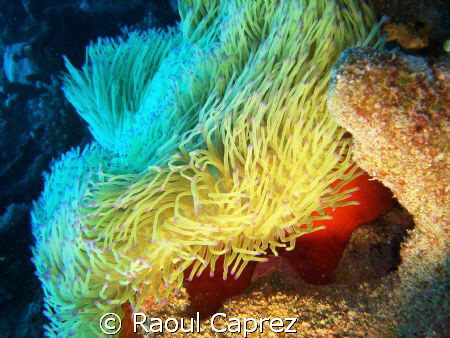 Sea anemone by Raoul Caprez 
