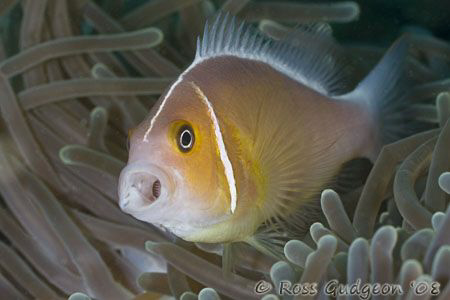 Aaaaaaaaagh!!  What was that bright flash?  Ningaloo Reef... by Ross Gudgeon 
