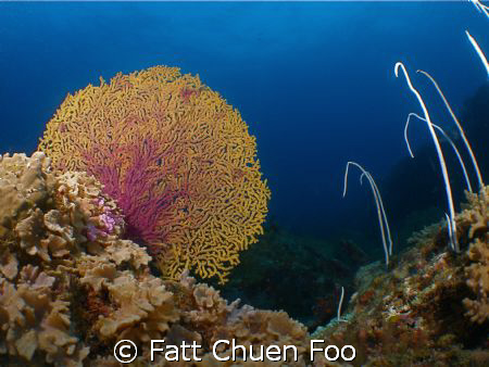 Nice colour! Seafan taken at Pulau Redang, Malaysia by Fatt Chuen Foo 