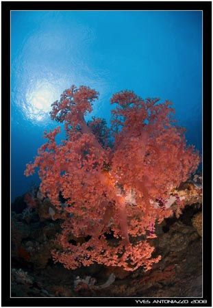 My favorite non mouving subject are those soft corals tak... by Yves Antoniazzo 