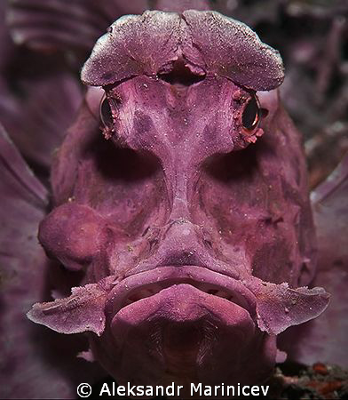 Rhinopias eschmeyeri (Rhino-fish), Lembeh strait by Aleksandr Marinicev 