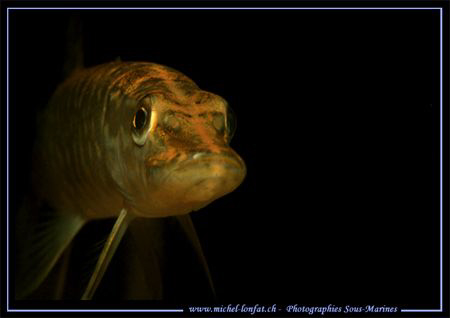 A joung pike fish :O) by Michel Lonfat 