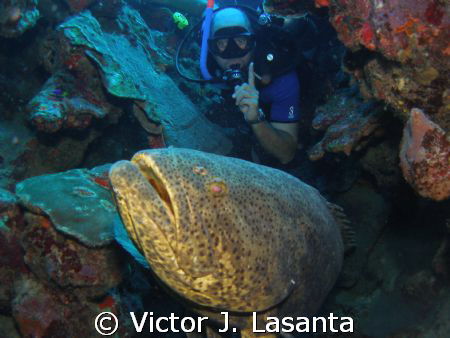 it is big or what!! Goliath grouper at window dive site i... by Victor J. Lasanta 