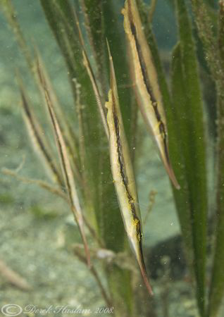 Coral Shrimpfish. Lembeh straits. D200, 105mm. by Derek Haslam 