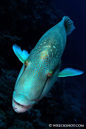 Napoleon Wrasse, Little Brother, Egyptian Red Sea. by Jim Garland 
