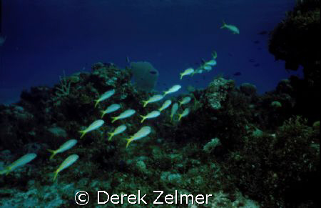 Yellow goatfish, San Salvador, Bahamas. Nikonos V, 28mm, ... by Derek Zelmer 