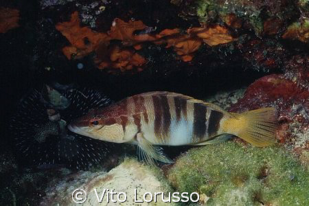 Fishs - Serranus Scriba by Vito Lorusso 