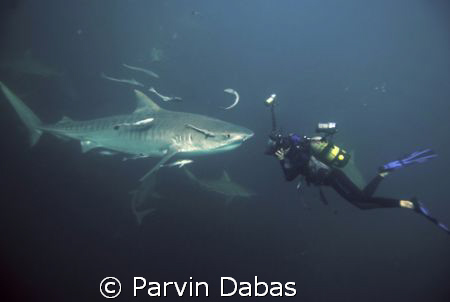 tiger shark dive off umkomass,durban,south africa by Parvin Dabas 
