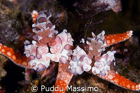Arlequien shrimps on red star,nikon d2x,105mm macro vr,2 ... by Puddu Massimo 