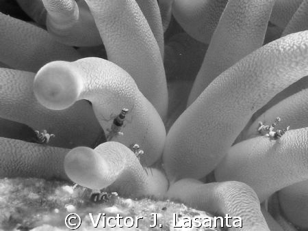 close up look this cleaner shrimps in a giant anemone at ... by Victor J. Lasanta 