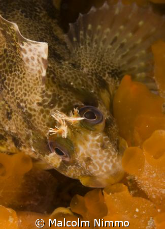 A small tompot hiding in some  sea squirts, Isles of Scil... by Malcolm Nimmo 