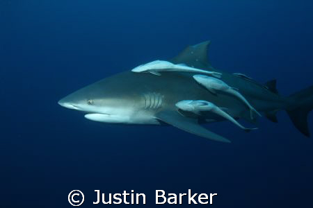 This pic was taken on pinnacles reef off  Ponto . by Justin Barker 