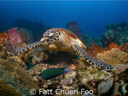 Hawksbill turtle at Pulau Redang, Malaysia by Fatt Chuen Foo 