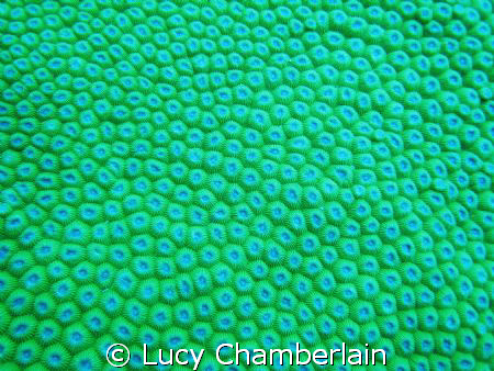 Close-up of coral by Lucy Chamberlain 