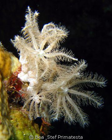 Soft coral close-up, (Xenia sp). Canon Ixy 900. by Bea & Stef Primatesta 