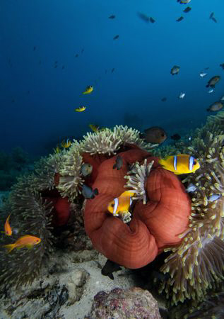 Red anemone with anemone fishes. Nikon D300, 10-20mm by Dray Van Beeck 