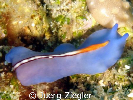 Blue Flatworm, tiny and hard to see - but i think they ar... by Juerg Ziegler 
