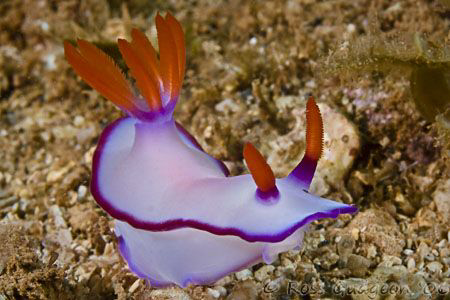 Hypselodoris bullockii.  Exmouth Gulf, Western Australia.... by Ross Gudgeon 