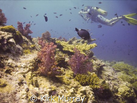 Nice to get a diver in just the right position, taken wit... by Kirk Murray 