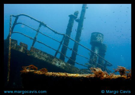 Sea Star Wreck in the Bahamas by Margo Cavis 