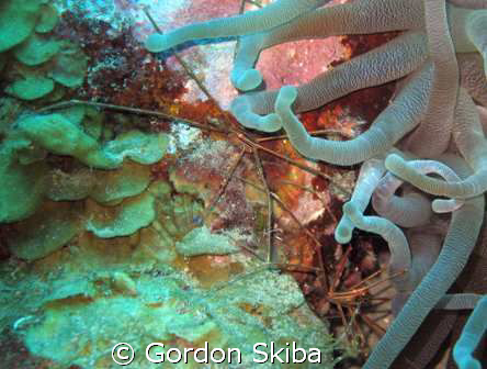 Spider Crab and Anenome taken in 60' water off Curaco in ... by Gordon Skiba 
