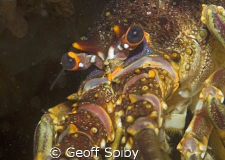 Cape rock lobster by Geoff Spiby 