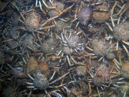 Mass spider crab aggregations often up to a 1m deep at th... by Cal Mero 
