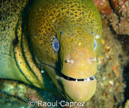 I am beautiful and very friendly ! by Raoul Caprez 