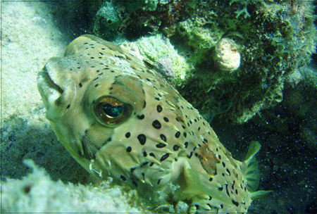 spiny puffer  by Durand Gerald 