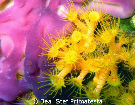 Anemon & sponge close up (Parazoanthus axinellae & Oscare... by Bea & Stef Primatesta 