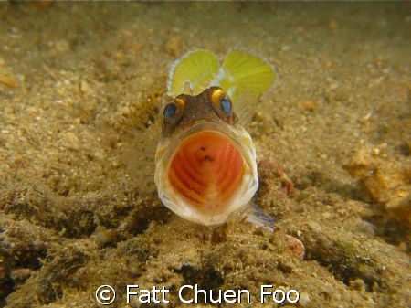 Open wider please! Angry Jawfish taken at Bunaken, Manado... by Fatt Chuen Foo 
