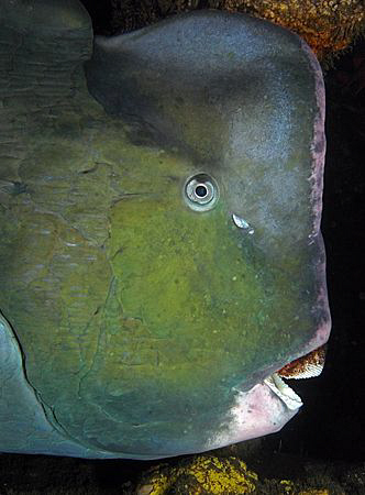 Humphead Parrotfish, Tulamben by Doug Anderson 