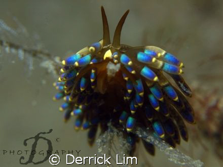 TERGIPEDIDAE-Trinchesia Yamasui, lovely nudi resting on b... by Derrick Lim 