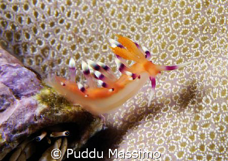 flabellina on paguro crab,nikon d2x 60mm macro by Puddu Massimo 