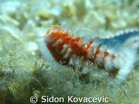A Fire Worm picture
island korcula
10m deep by Sidon Kovacevic 