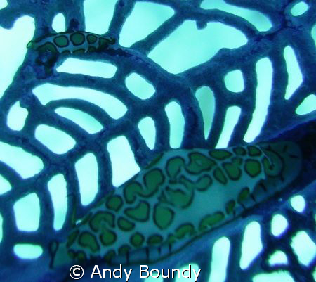 Check out the tiny one next to the larger flamingo tongue... by Andy Boundy 