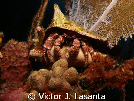giant hermit crab in two for you dive site in parguera ar... by Victor J. Lasanta 