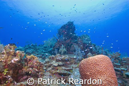 Beautiful, healthy reef at Chinese Garden, North wall, Gr... by Patrick Reardon 