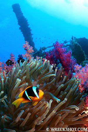 Anemone Fish on the Wreck of the Numidia, Big Brother Isl... by Jim Garland 