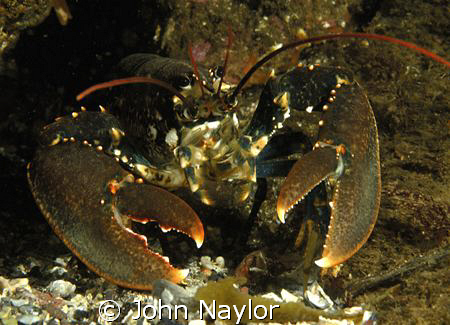 Lobster.St.Abbs marine reserve.Scotland.d200 60mm macro by John Naylor 