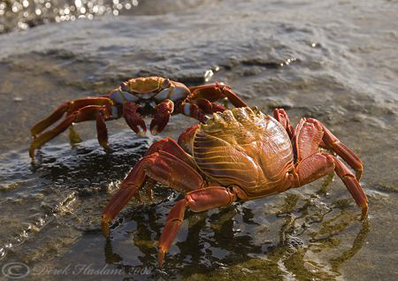 Sally lightfoot crabs. Galapagos. S5PRO, 18-200mm. by Derek Haslam 