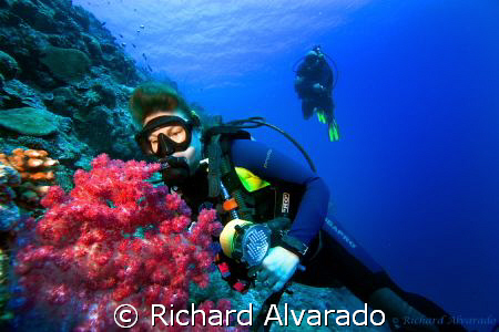 Diver looking at sea fan by Richard Alvarado 
