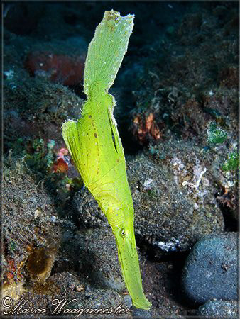 Robust Ghost-pipefish (Solenostomus cyanopterus) - (Canon... by Marco Waagmeester 