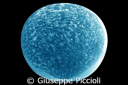 Planet fish by Giuseppe Piccioli 