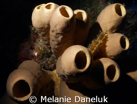 Dramatic sponges by Melanie Daneluk 